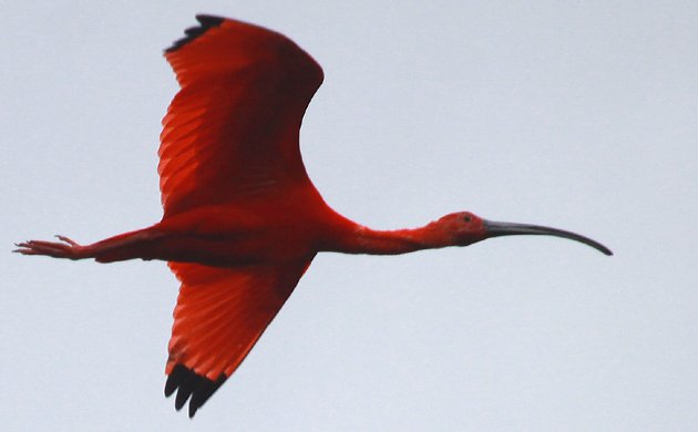 Scarlet Ibis