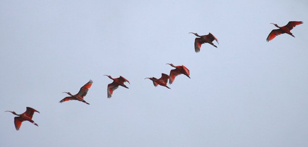 Scarlet Ibis in flight