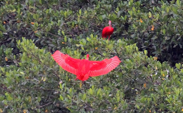 Scarlet Ibis landing in tree