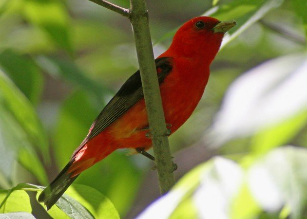 Scarlet Tanager