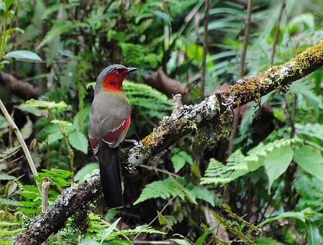 Scarlet-faced Liocichla