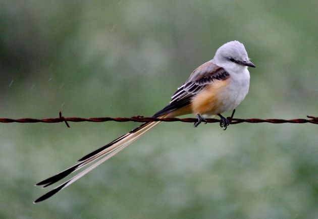 Scissor-tailed Flycatcher by Robert Burton