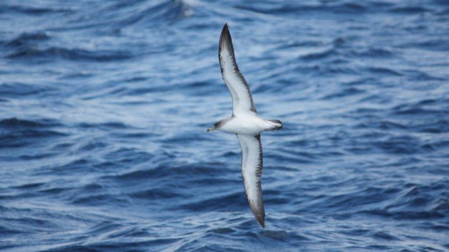 Cory's "Scopoli's" Shearwater, off Hatteras, NC