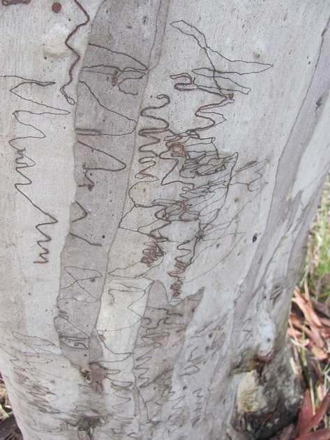 Scribbly Gum