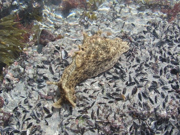 Sea Hare