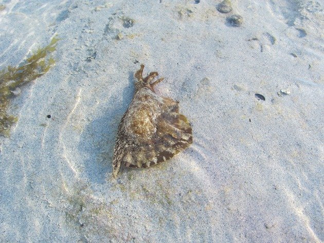 Sea Hare