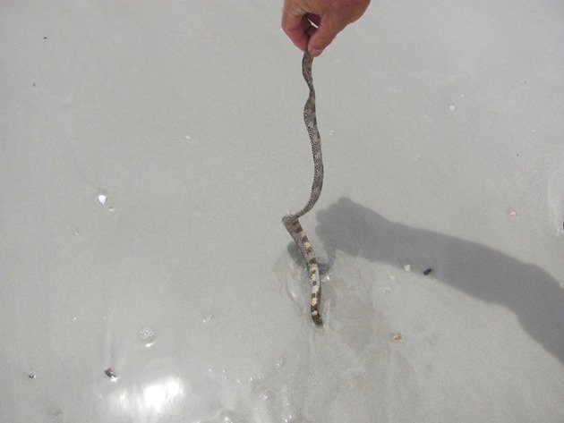 Sea Snake-Hydrophis elegans possibly (2)