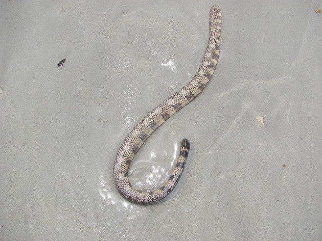 Sea Snake-Hydrophis elegans possibly
