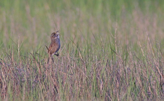 Seaside Sparrow