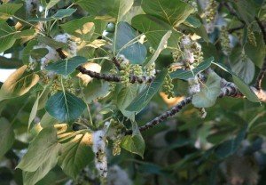 Cottonwood fruiting body