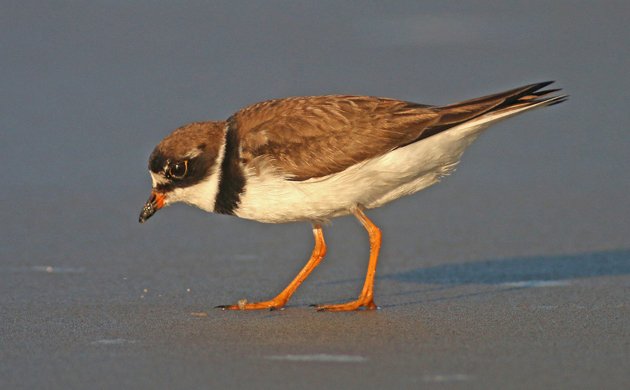 Semipalmated Plover