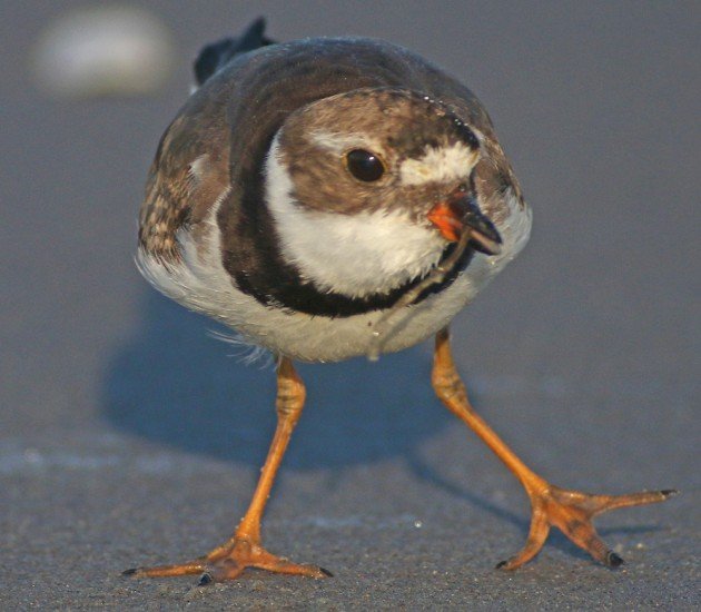 Semipalmated Plover showing its semipalmation