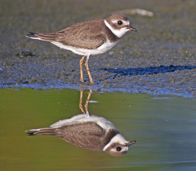 Semipalmated Plover with reflection