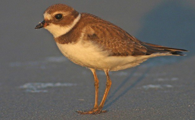 Semipalmated Plover young