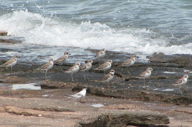 Semipalmated Plover