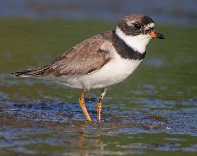 Semipalmated Plover