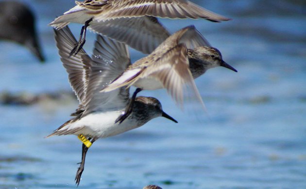 banded Semipalmated Sandpiper