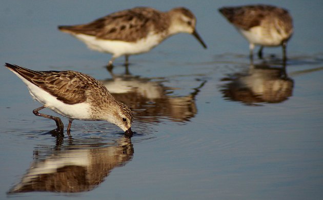 Semipalmated Sandpipers at the East Pond