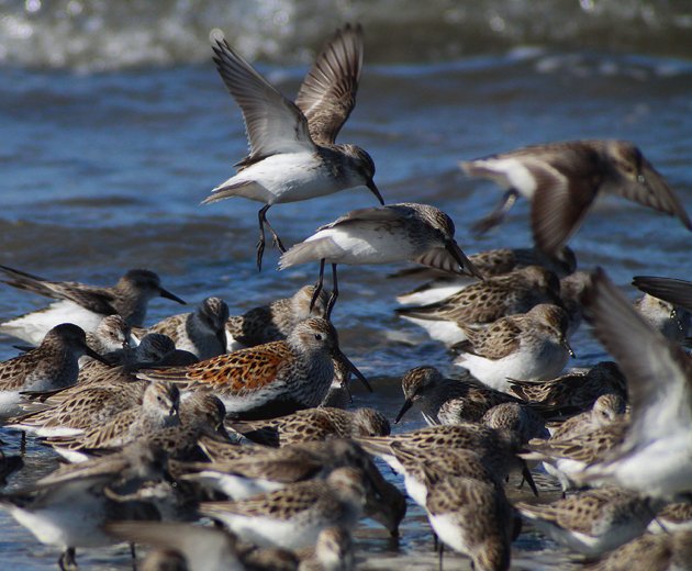 Semipalmated Sandpipers with Dunlin