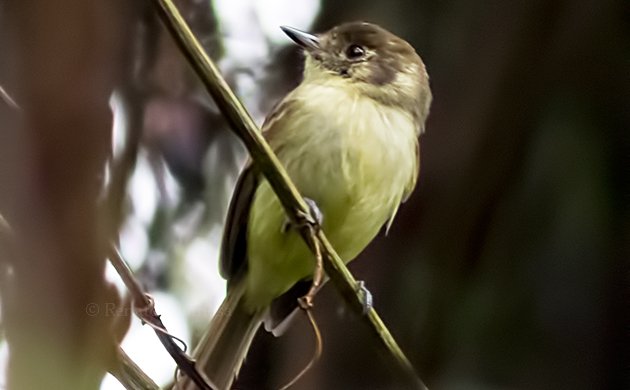 Birding Argentina – Araucaria Provintial Park, Cruce del Calballero