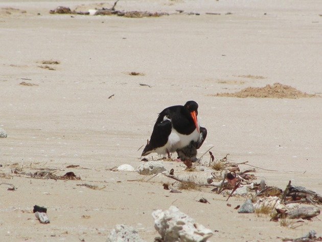 Shading Pied Oystercatcher chick