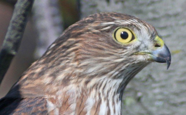 Sharp-shinned Hawk