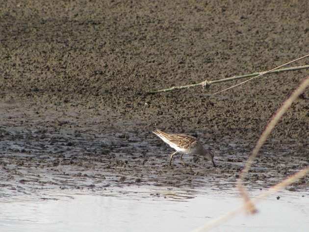 Sharp-tailed Sandpiper