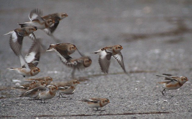 Snow Buntings taking off
