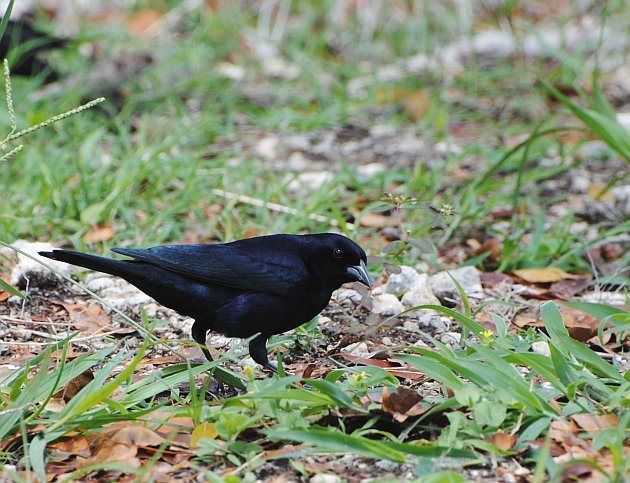 Shiny Cowbird