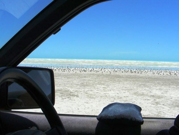 Shorebird counting from the car