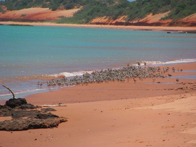 Shorebird flock