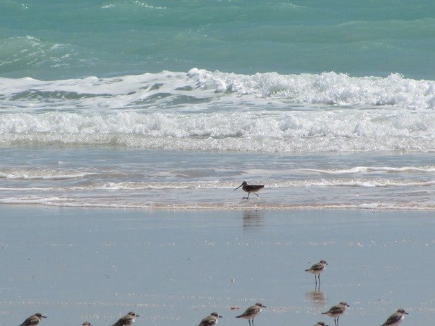 Shorebirds & Asian Dowitcher (10)