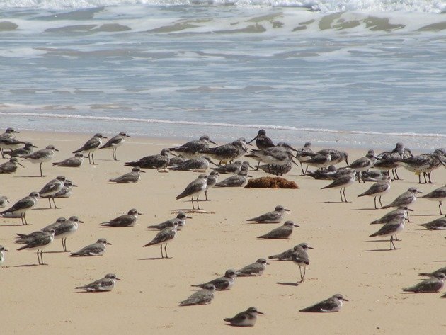 Shorebirds & Asian Dowitcher (2)