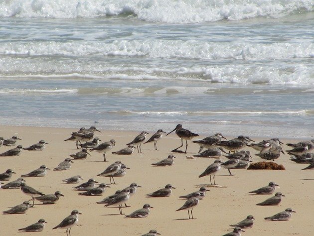 Shorebirds & Asian Dowitcher (3)