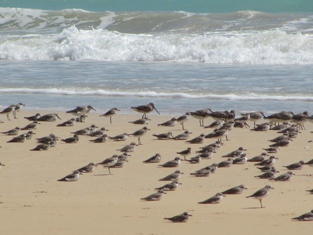 Shorebirds & Asian Dowitcher (4)