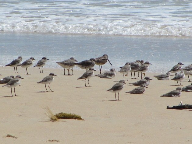 Shorebirds & Asian Dowitcher (6)