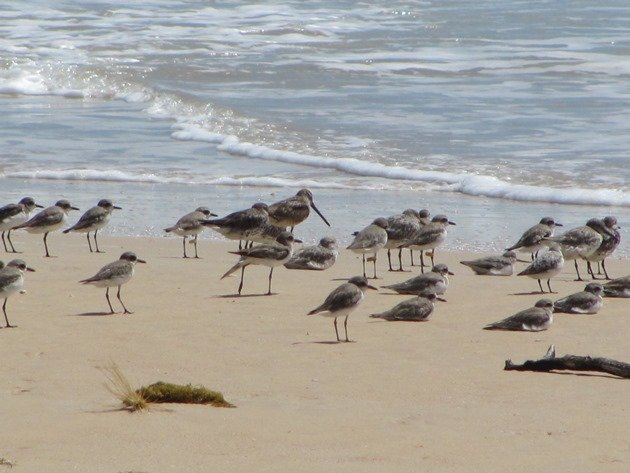 Shorebirds & Asian Dowitcher (7)