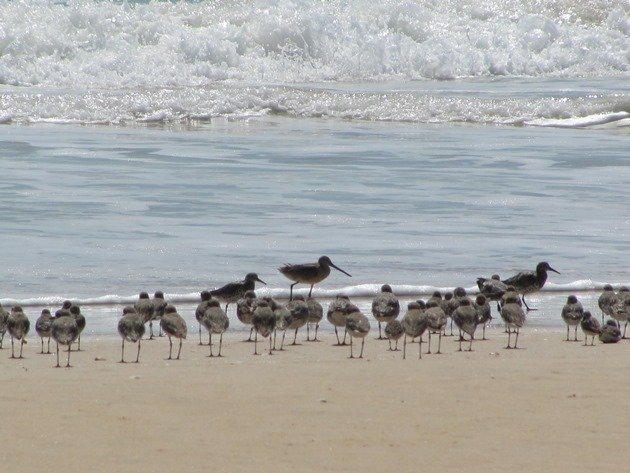 Shorebirds & Asian Dowitcher (8)