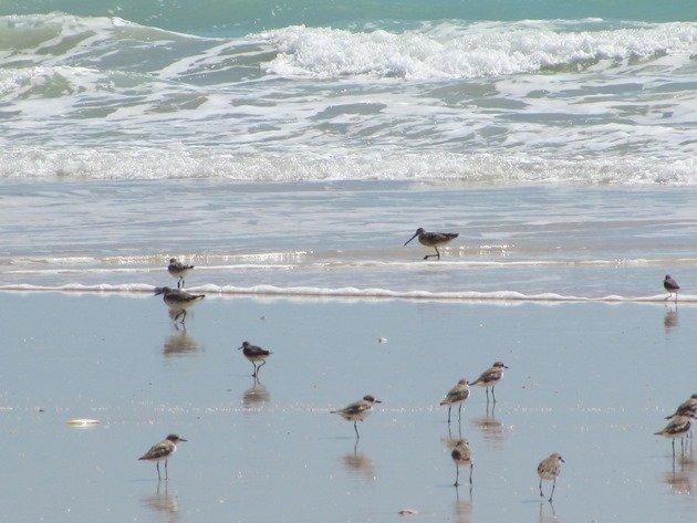 Shorebirds & Asian Dowitcher (9)