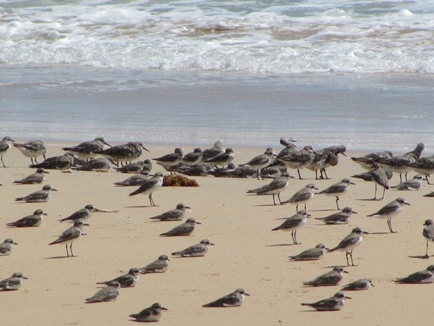 Shorebirds & Asian Dowitcher