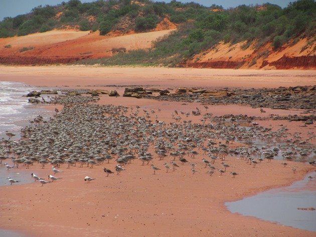 Shorebirds