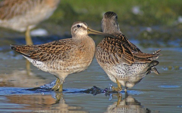 Short-billed Dowitcher aggression