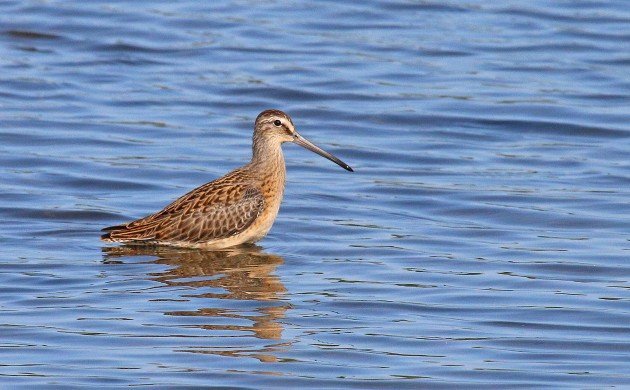 Short-billed Dowitcher juvenile