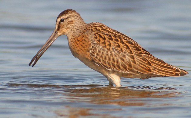 Short-billed Dowitcher juvenile at Jamaica Bay