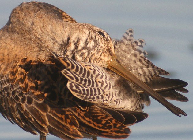 Short-billed Dowitcher preening