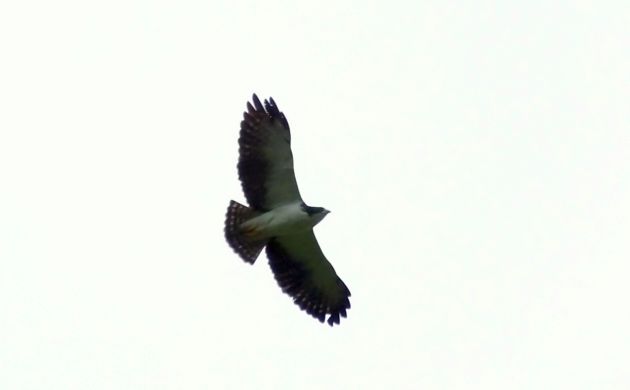 Short-tailed Hawk