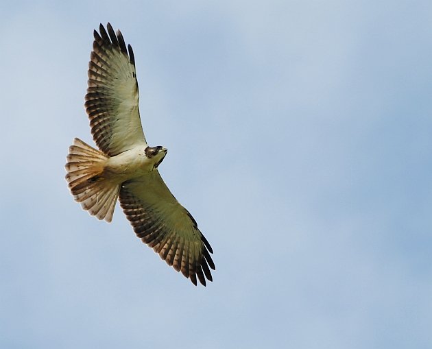 Short-tailed Hawk Nov 20 A