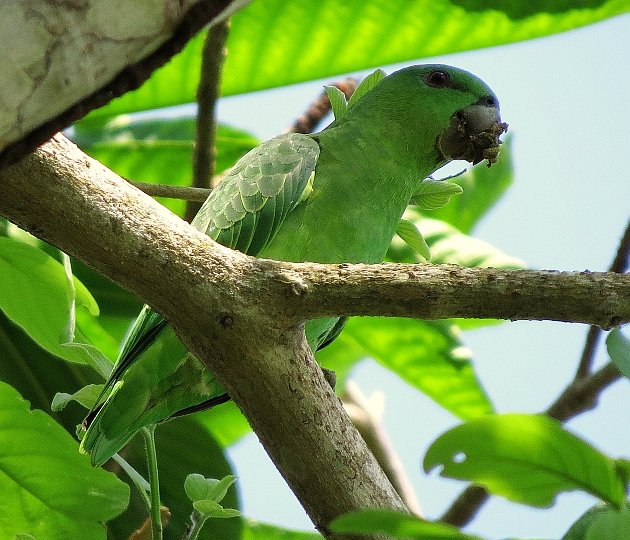 Short-tailed Parrot