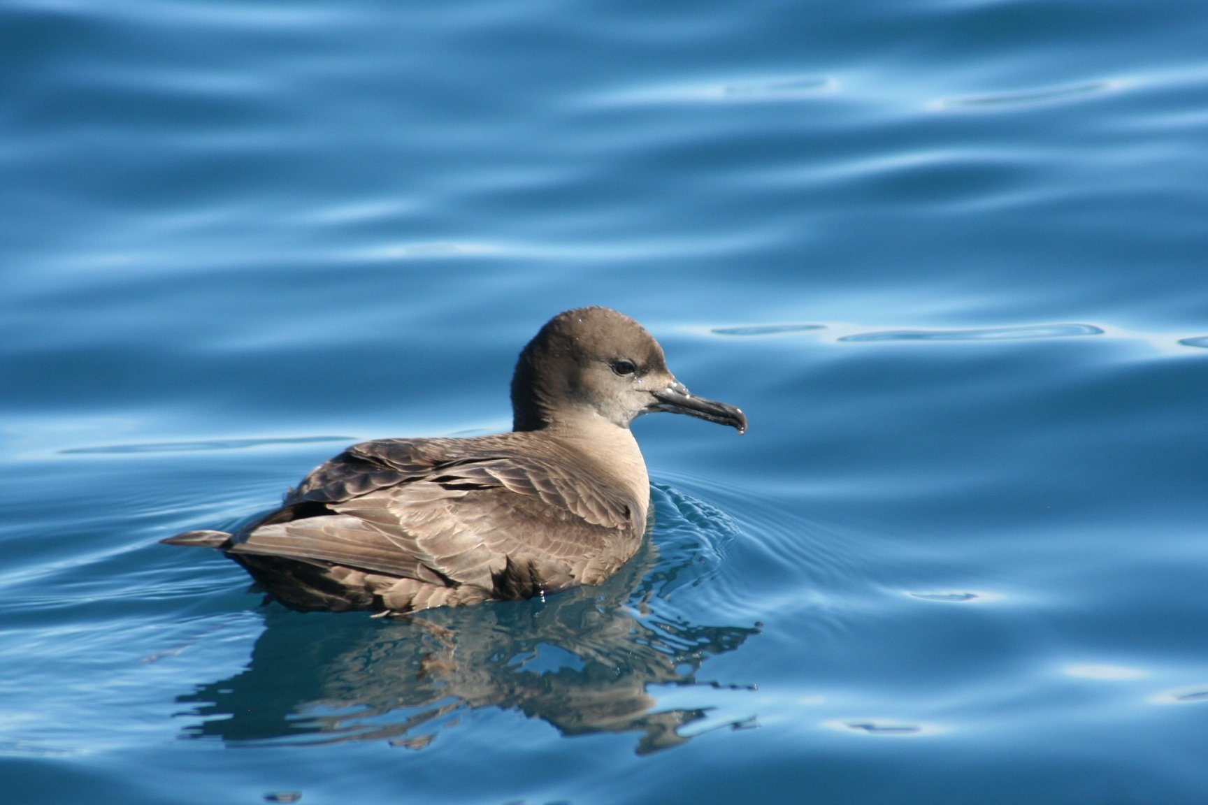 Short-tailed Shearwater