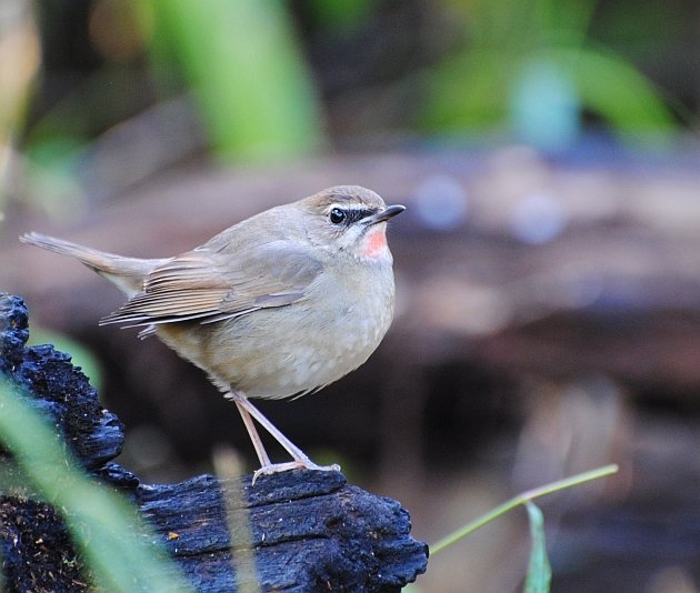 Siberian Rubythroat